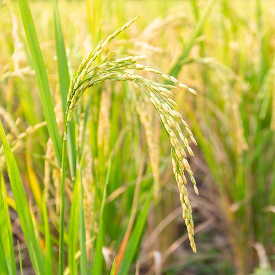 Basmati Rice Exporter in Canada