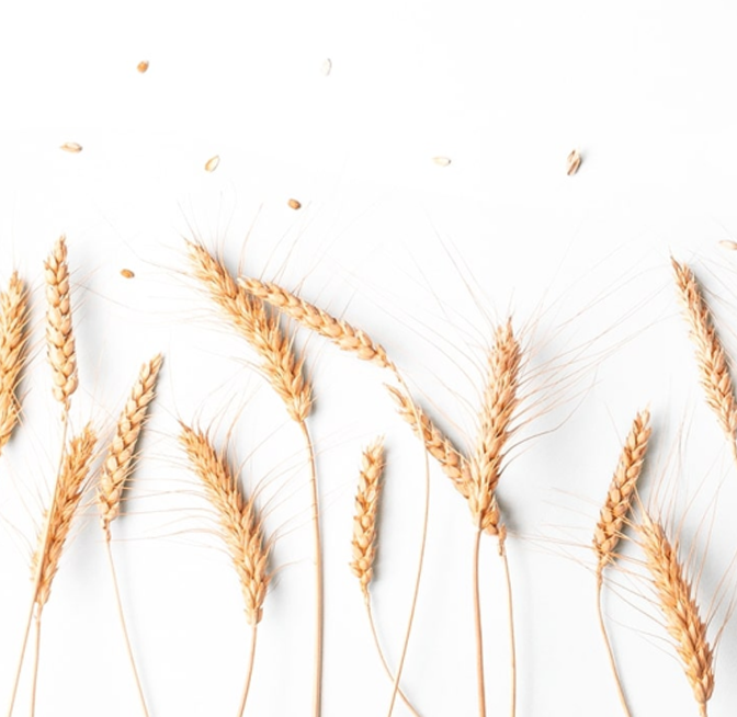 Basmati Rice Exporter in Canada